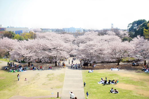 桜満開のお花見スポット 横浜市緑区 県立四季の森公園に春のお花見に行ってきました Wagonr35 R35デザイナーに見えるもの