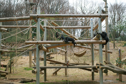 アンタッチャブルの柴田さんがジャンク・ポッドキャストでおすすめしていた広大な多摩動物公園に遊びに行ってきました。