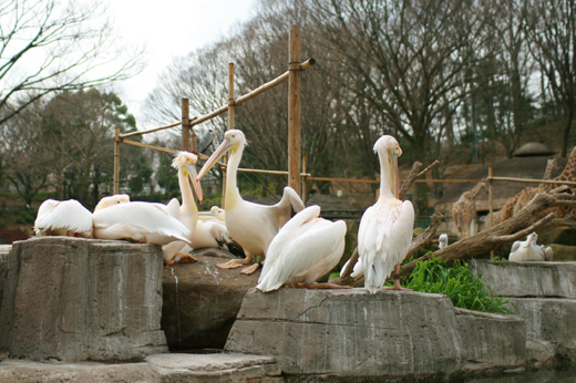 アンタッチャブルの柴田さんがジャンク・ポッドキャストでおすすめしていた広大な多摩動物公園に遊びに行ってきました。
