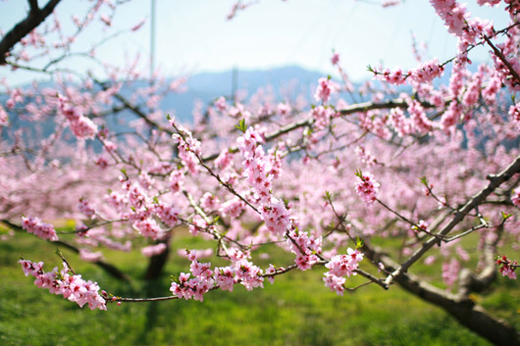 お花見と言えば普通桜ですが…桃の日本一の産地山梨県でも有名な桃源郷のひとつ「新府桃源郷」で「桃の花の花見」をしてきましたw。