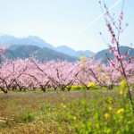 桃の花のお花見をした事がありますか？日本一の桃の産地山梨県。中でも指折りの名所「新府桃源郷」で桜ならぬ桃の花見体験！
