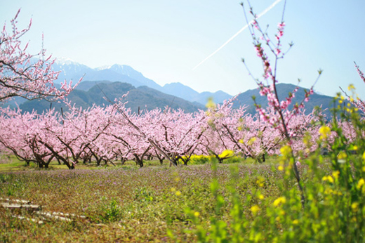お花見と言えば普通桜ですが…桃の日本一の産地山梨県でも有名な桃源郷のひとつ「新府桃源郷」で「桃の花の花見」をしてきましたw。