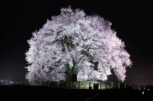 テレビ東京 いい旅・夢気分で紹介された、山梨県韮崎市の王仁（わに）塚の一本桜（エドヒガンザクラ）のライトアップを見てきました。