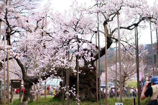 樹齢2000年と言われてるエドヒガンザクラの老木 山高神代桜（やまたかじんだいざくら）へ今年もお花見に行ってきましたヨ！