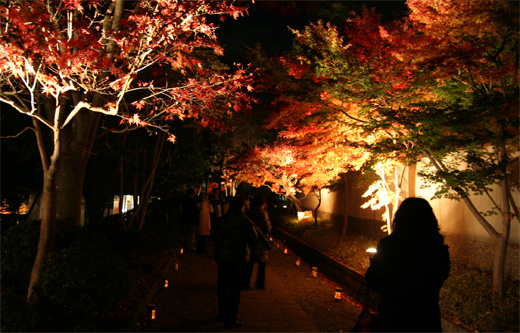 神奈川県大磯町の大磯城山（じょうやま）公園の紅葉ライトアップ見てきました。