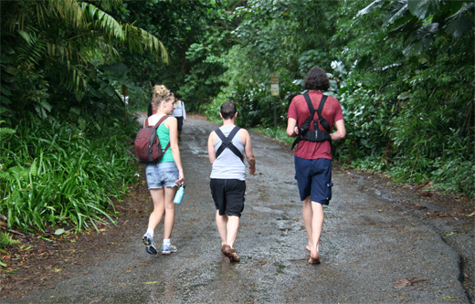 ハワイのジャングル、「マノア・フォールズ・トレイル」トレッキング