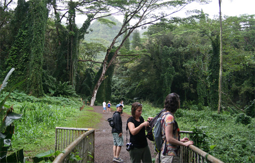 ハワイのジャングル、「マノア・フォールズ・トレイル」トレッキング