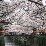 今が見頃！関東の人気お花見スポットランキング第2位の目黒川桜並木にお花見に行ってきまし。  